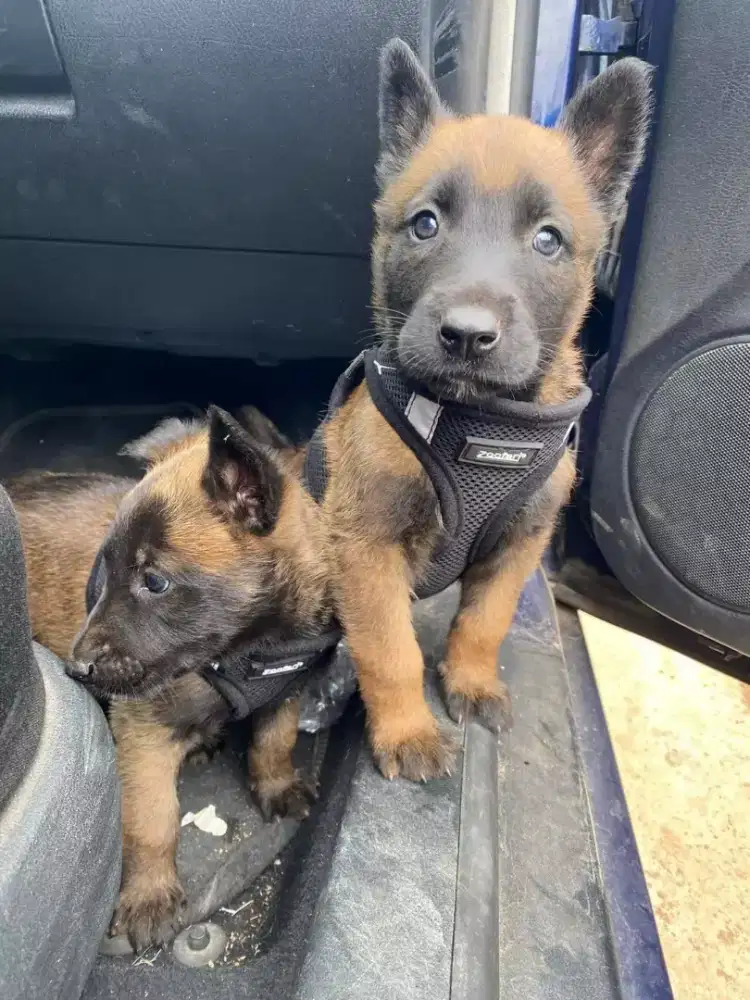 ANJING BELGIAN MALINOIS