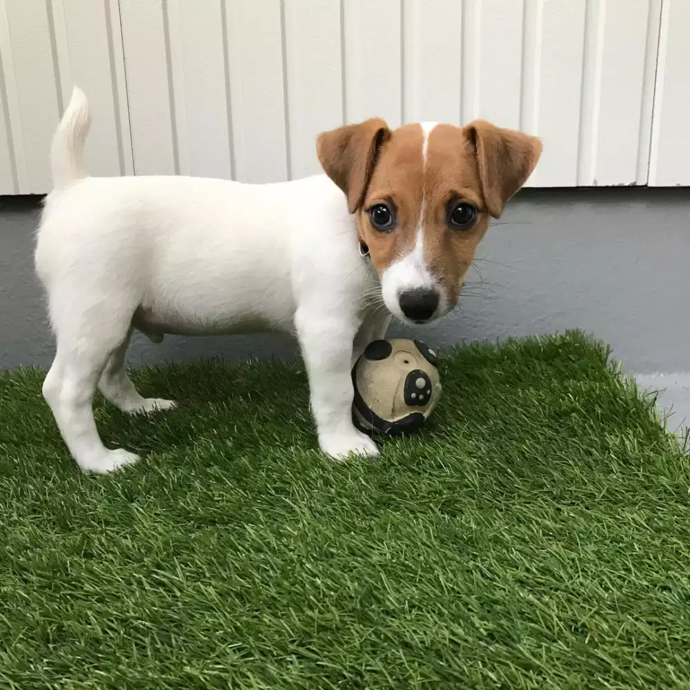 ANJING JACK RUSSELL TERRIER