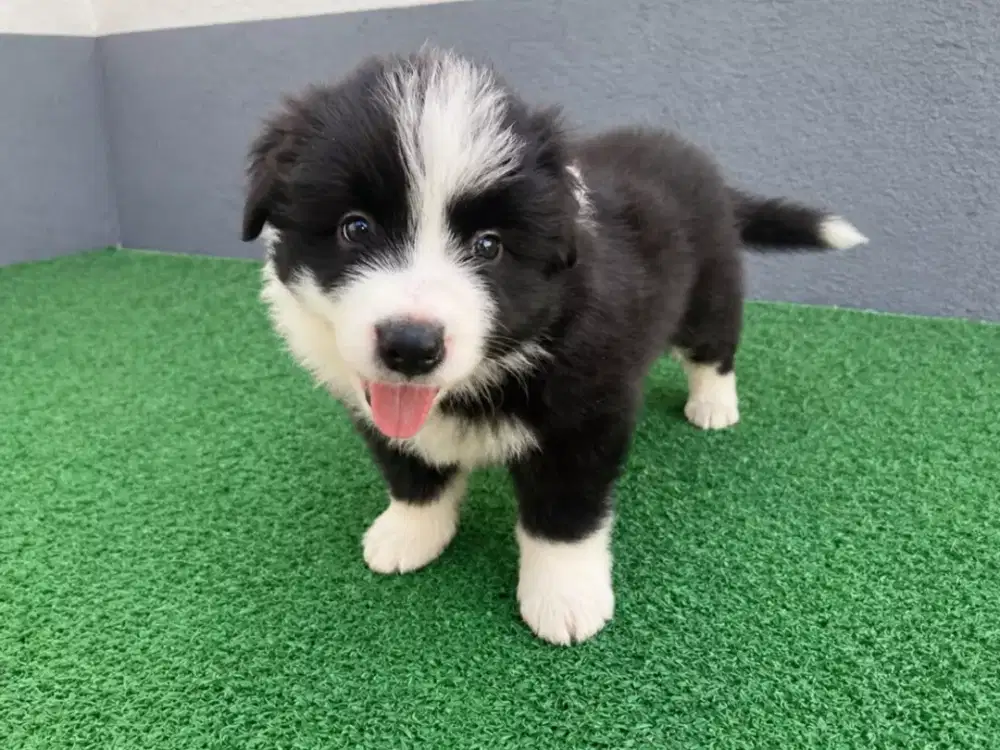 ANJING BORDER COLLIE