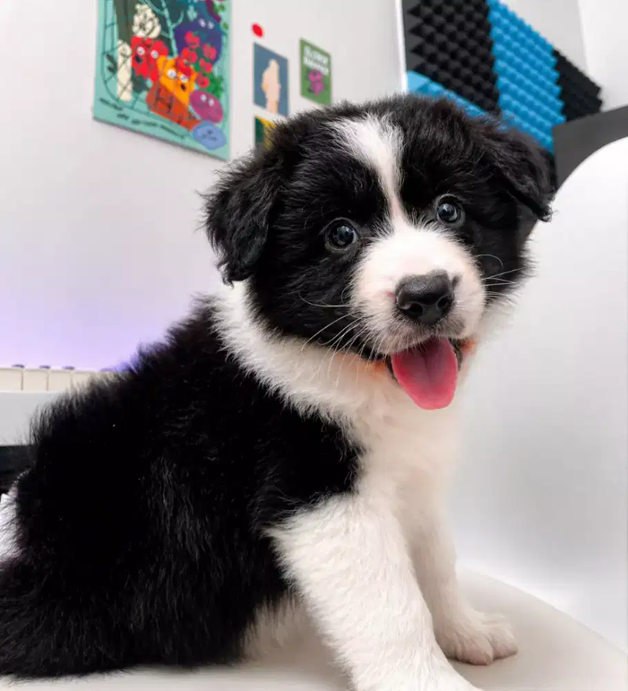 PUPPY ANJING BORDER COLLIE