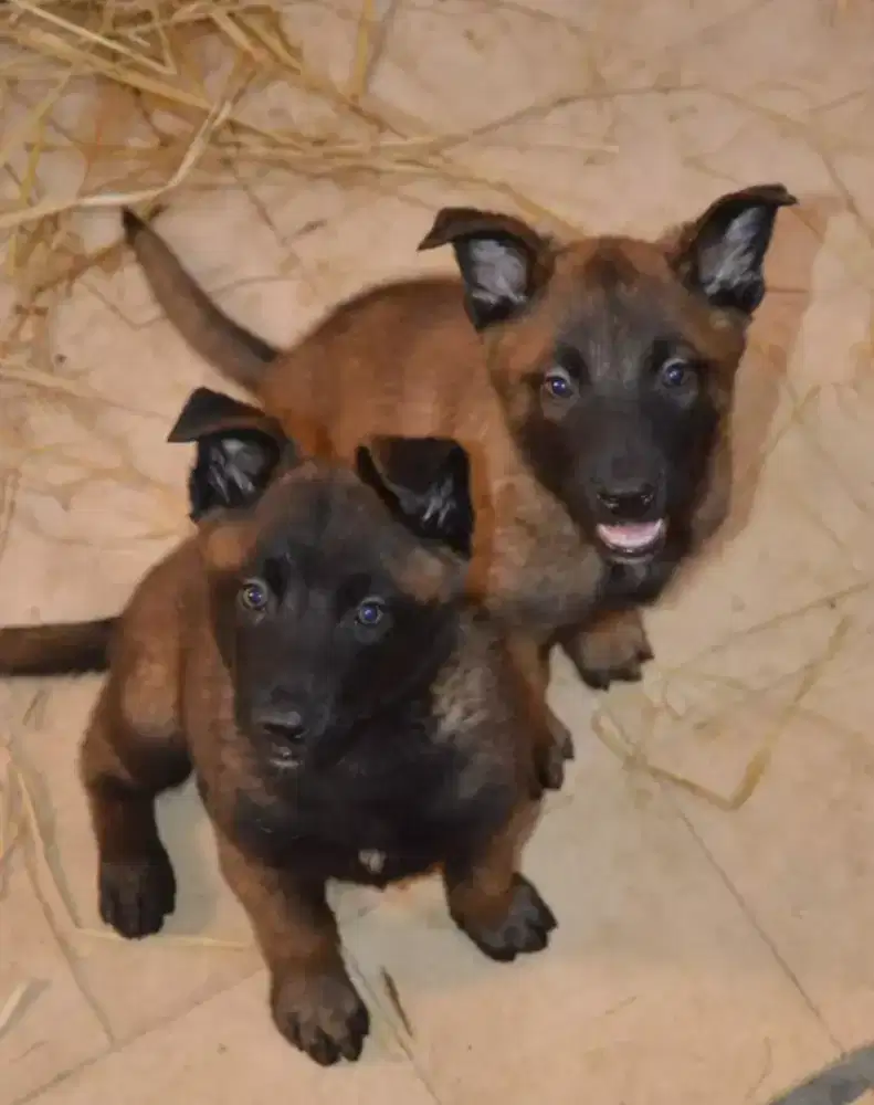 ANJING BELGIAN MALINOIS