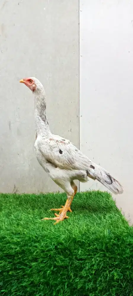 Ayam Pakhoy drumband Betina Lukthep x Pajero