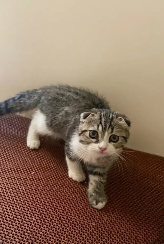 Scottish Double Fold Mujaer Jantan