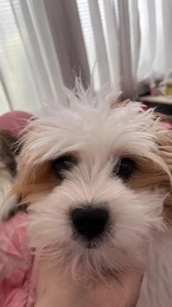 Dicari asisten rumah tangga