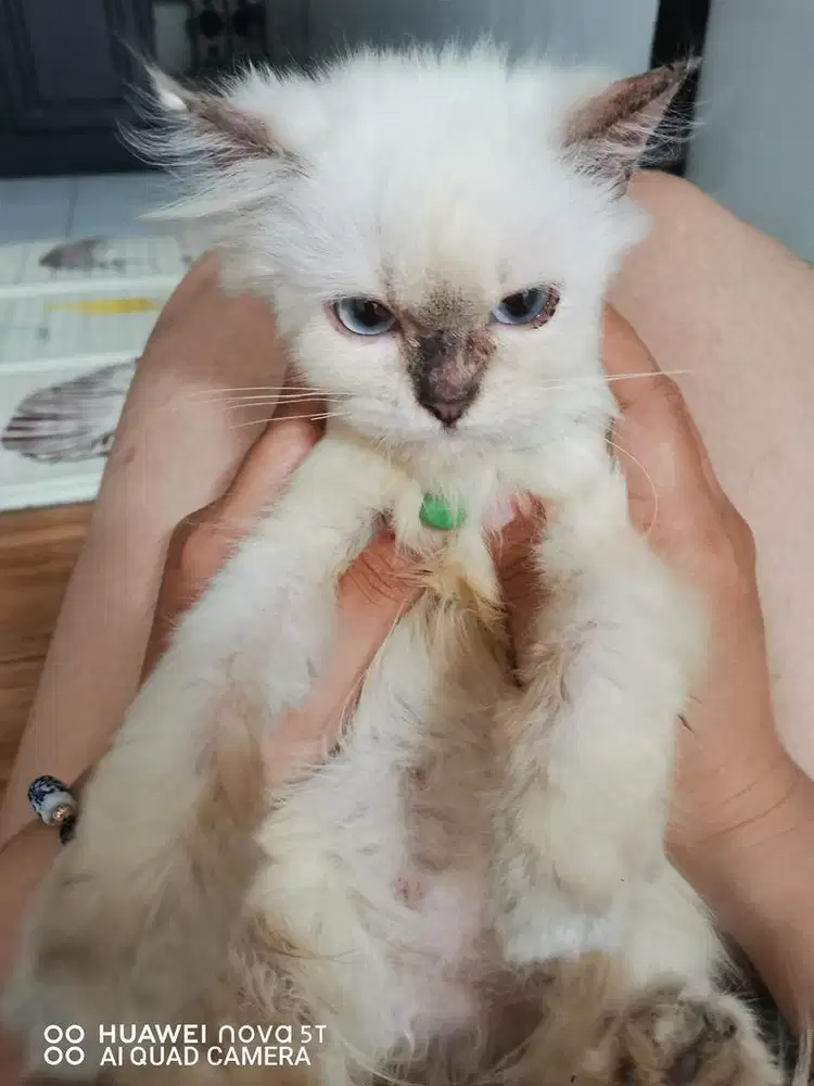 Himalaya x ragdoll