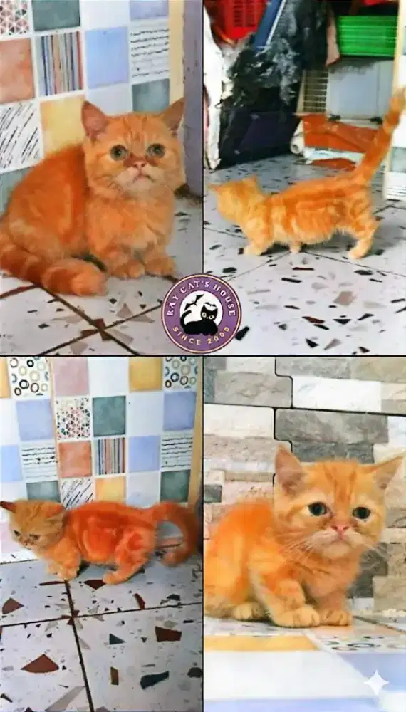 Kucing Cebol Munchkin