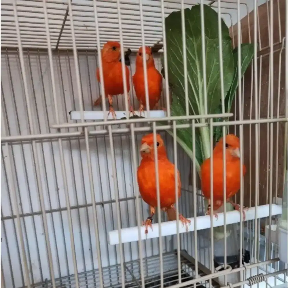 Kenari Merah Merlok Real Original Trah Jantan Betina Canary Red