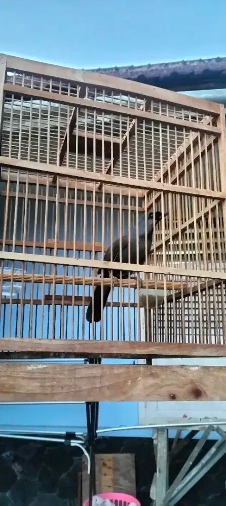 Poksay Hongkong betina hitam