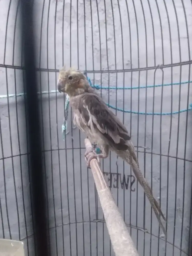 Falk parkit australia