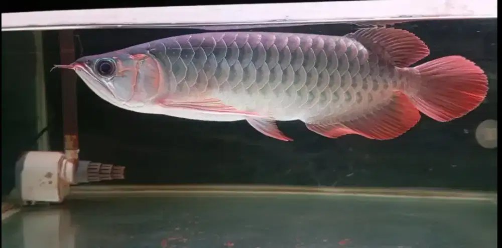 Arwana super red 33-34cm