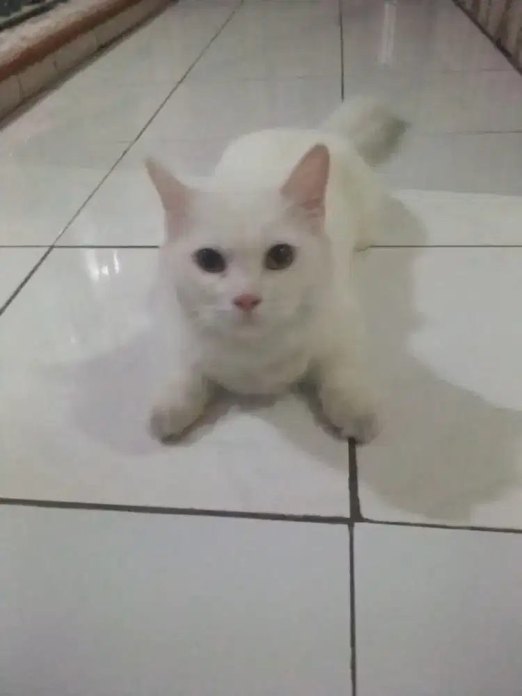 Munchkin Betina 11 Bulan warna putih Birahi