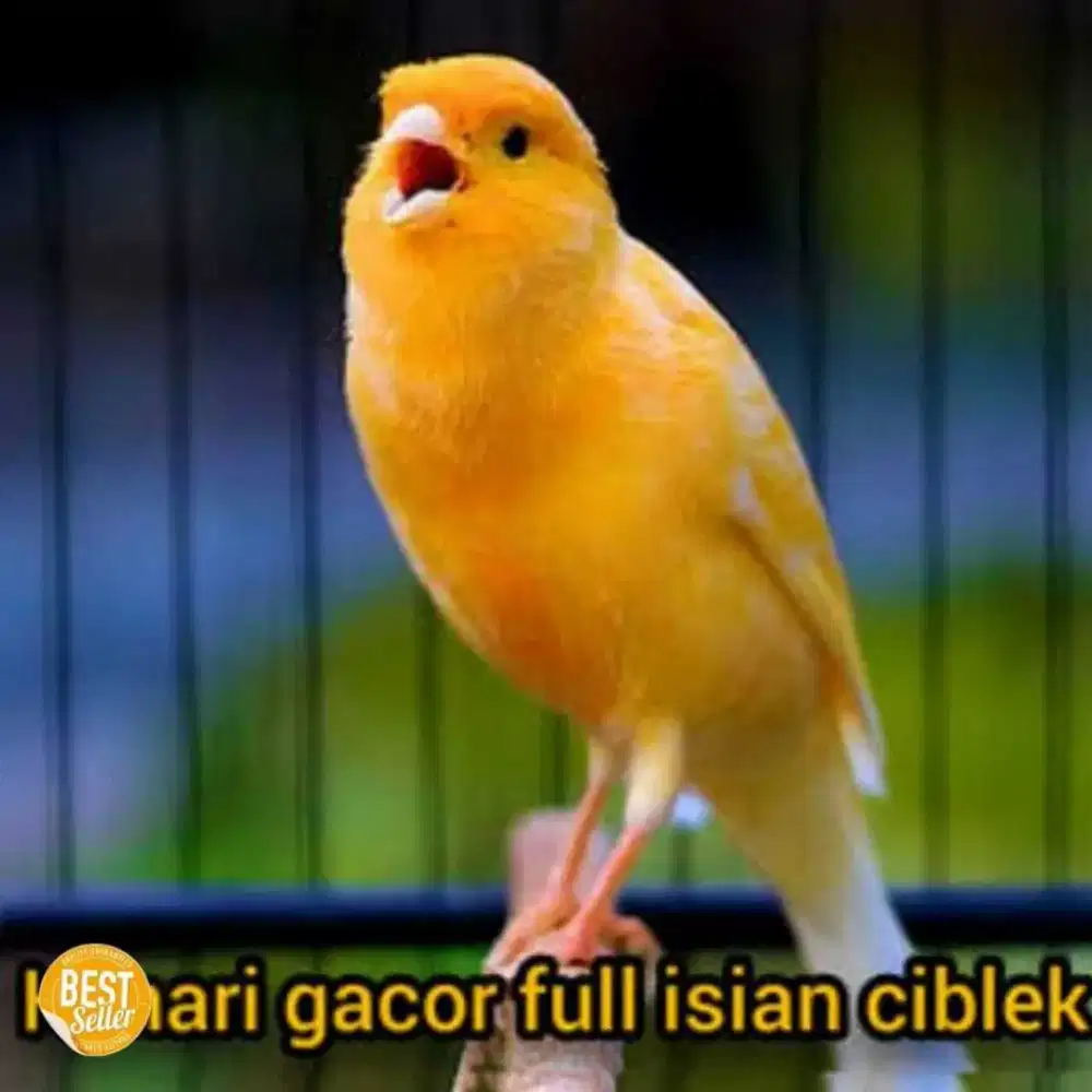 Burung Kenari Gacor Jantan Dan Betina Siap Ternak Banyak Pilihan.