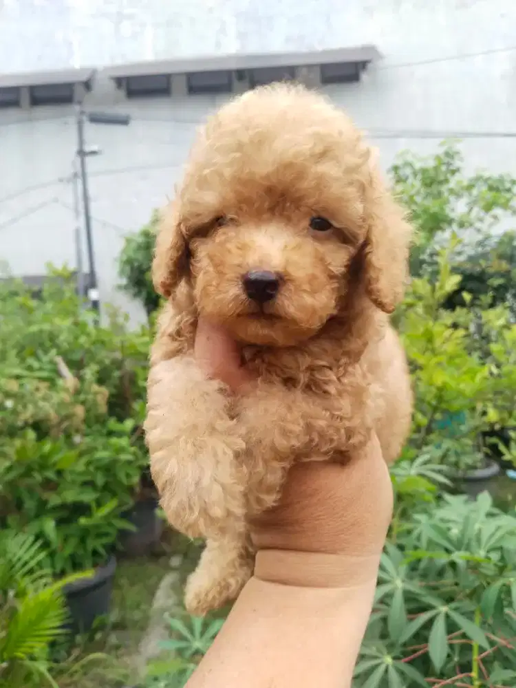 Anak anjing poodle
