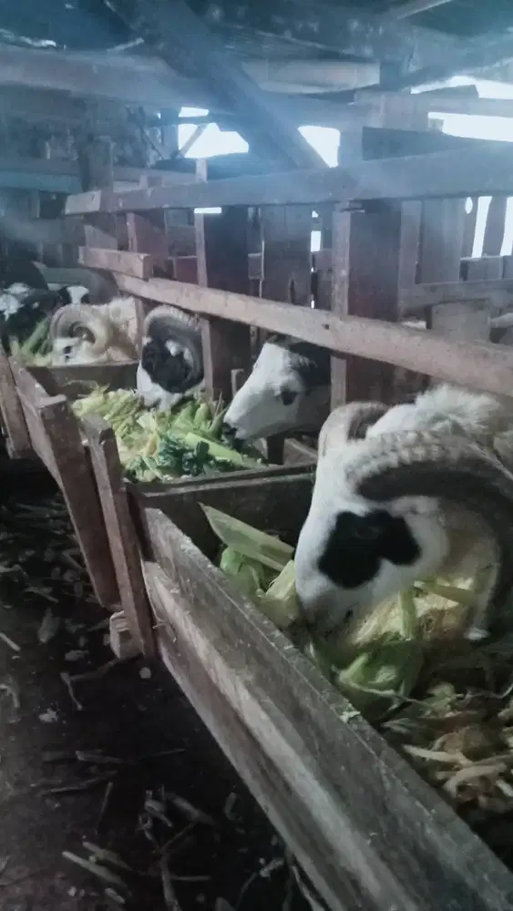 Domba qurban Bandung