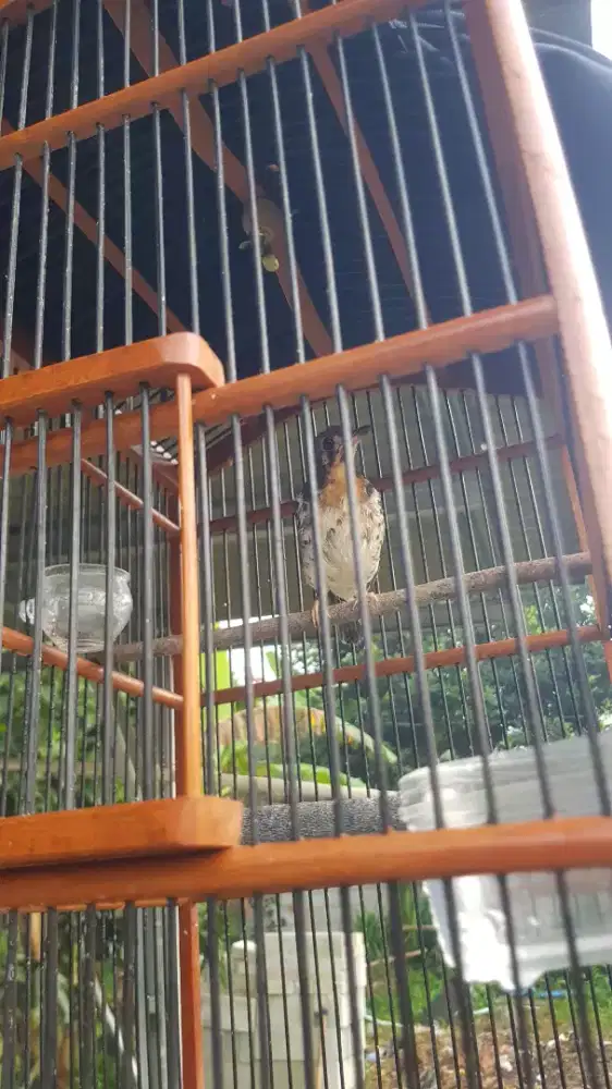 Anis kembang trotol gacor ring bali