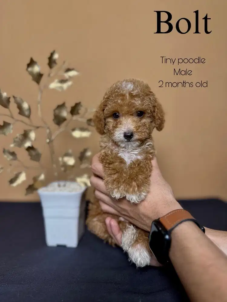 Tiny poodle jantan