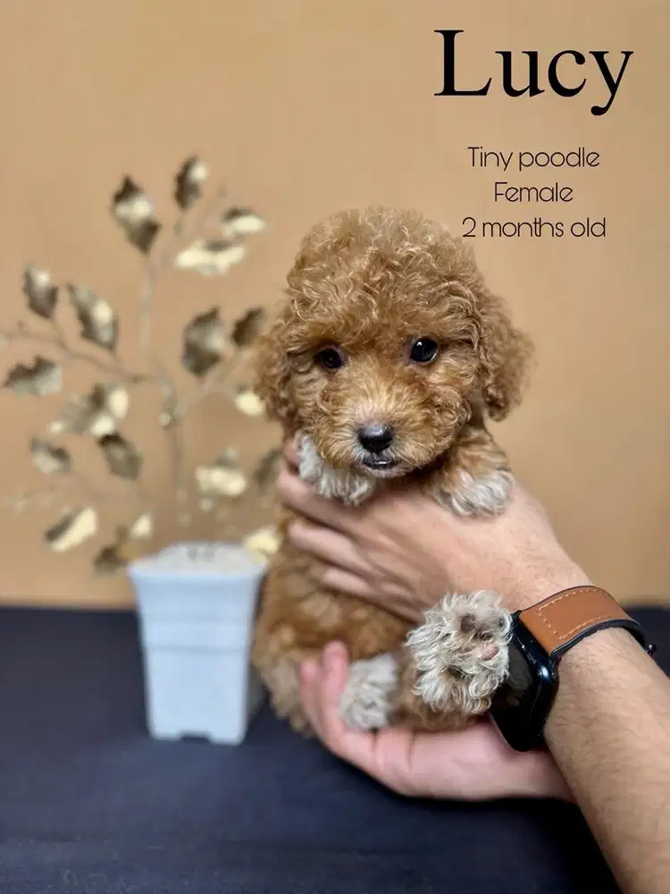 tiny poodle betina