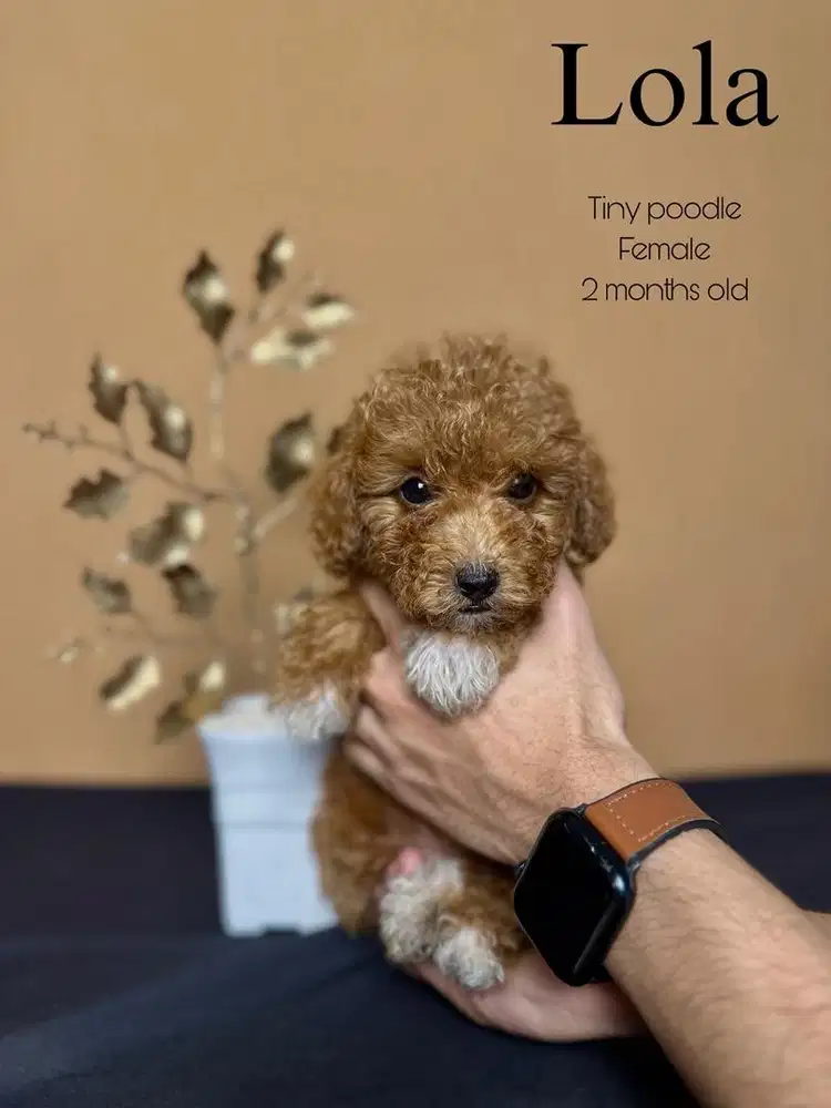 tiny poodle betina