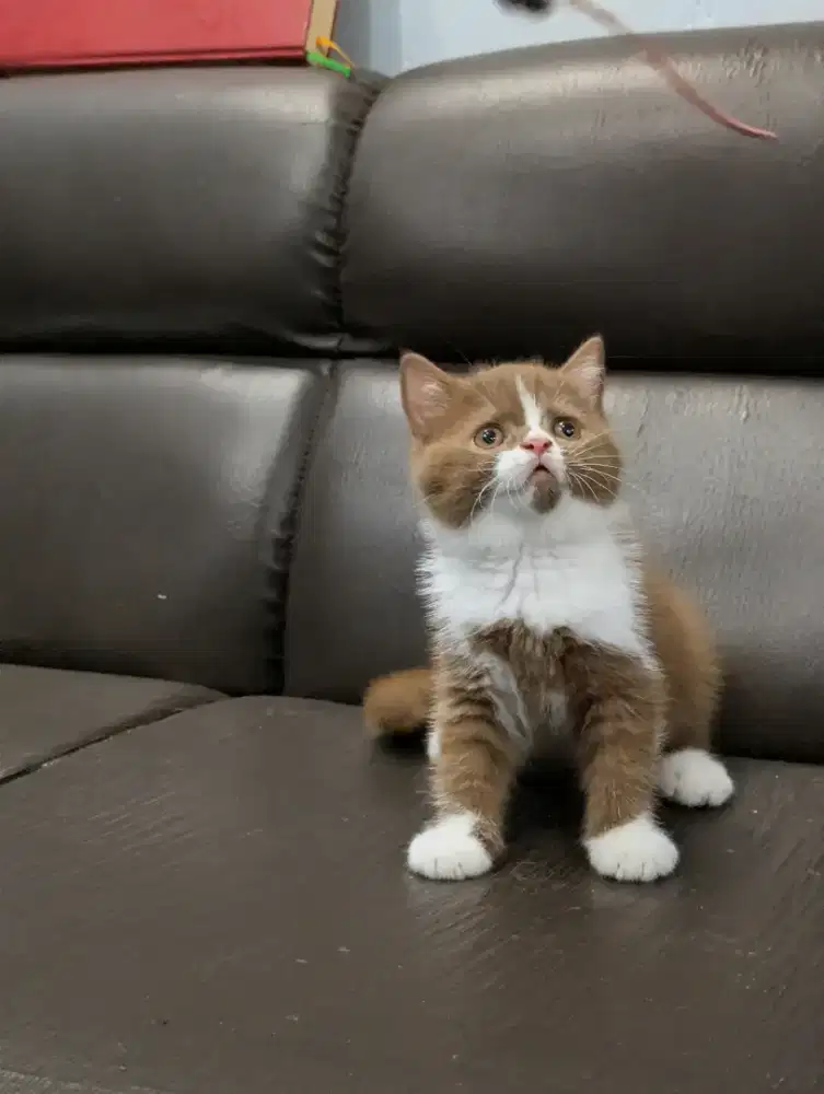 BSH bico cinnamon betina