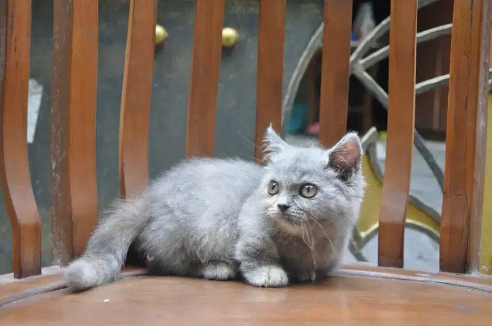 BSH munchkin betina