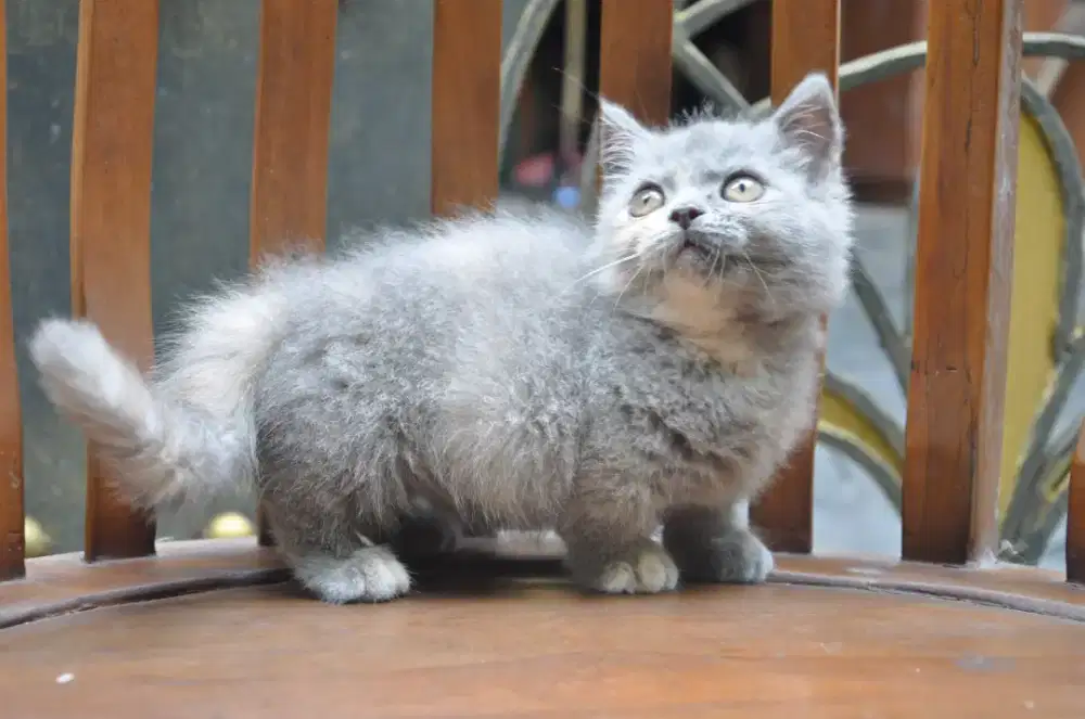 BSH munchkin betina