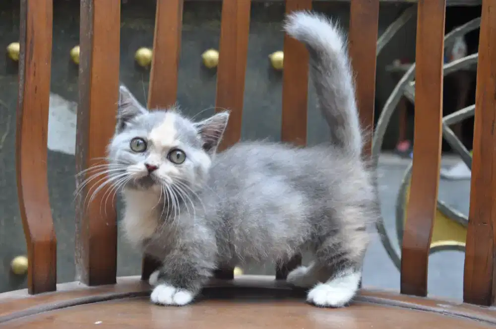 Bsh munchkin betina