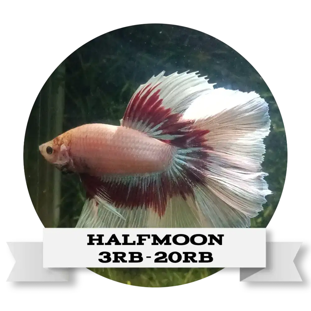 ikan cupang hias murah ecer & partai