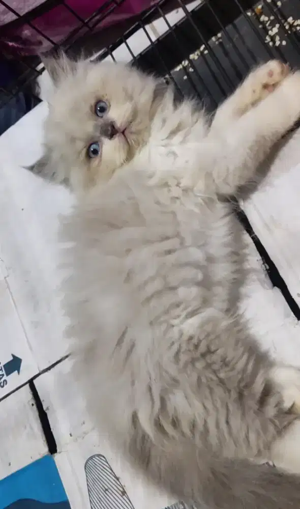 kittens 3 bulan ada 3 ekor beda warna