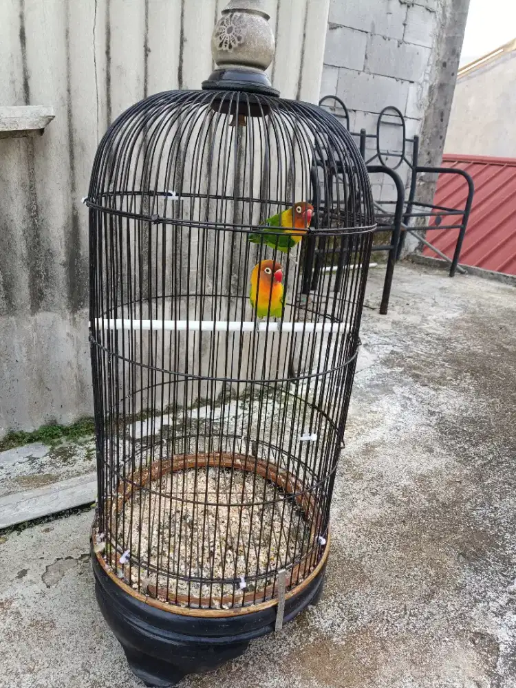 Lovebird jantan fullset