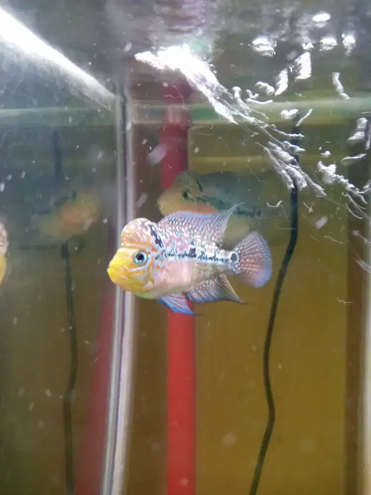 Jual ikan louhan kamfa f2 size 2 jari kurang