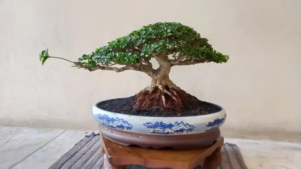 Bonsai sancang small siap kontes