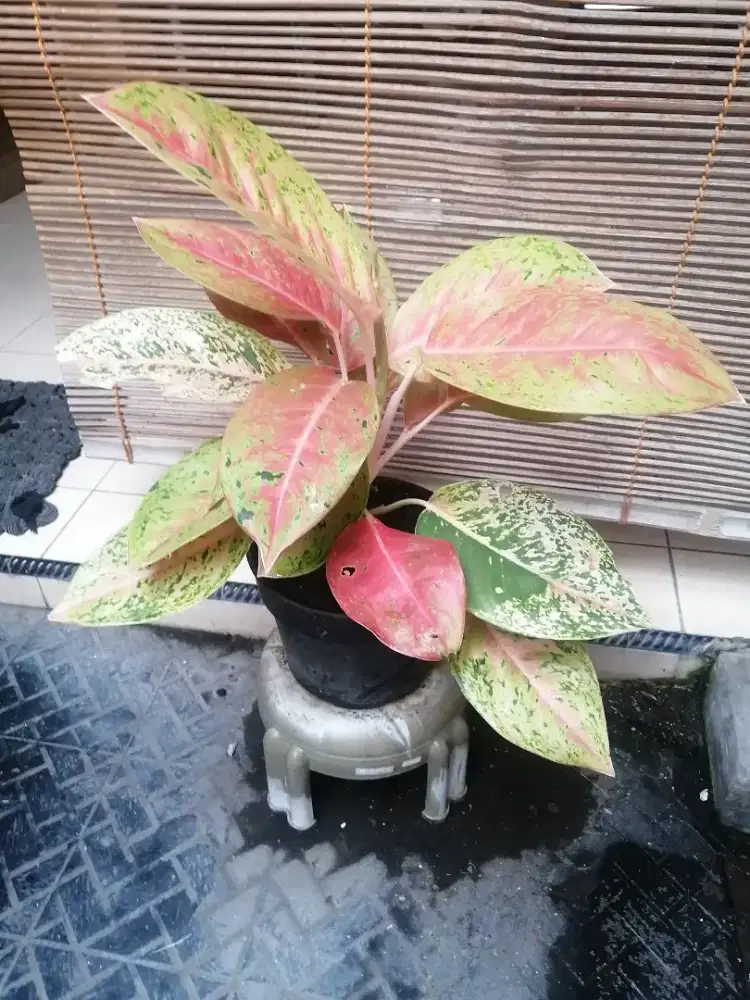 Tanaman hias aglonema