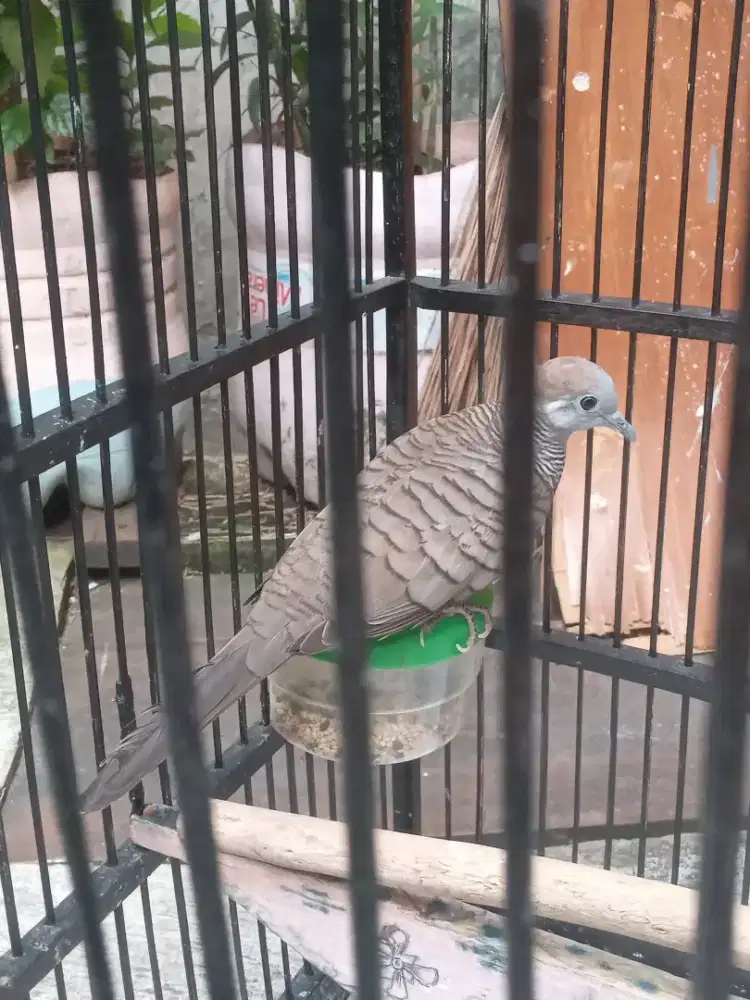 Perkutut Banyu Panguripan