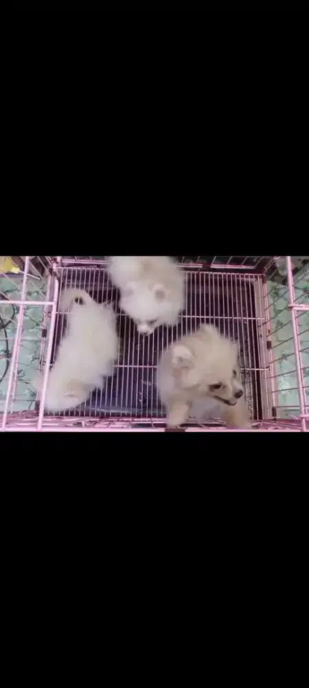Dijual Mini Pom Pomeranian Pure