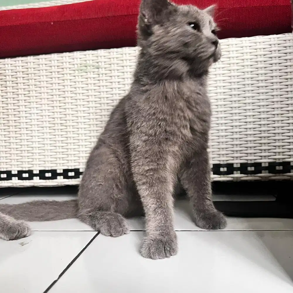 Jual kitten bsh british shorthair