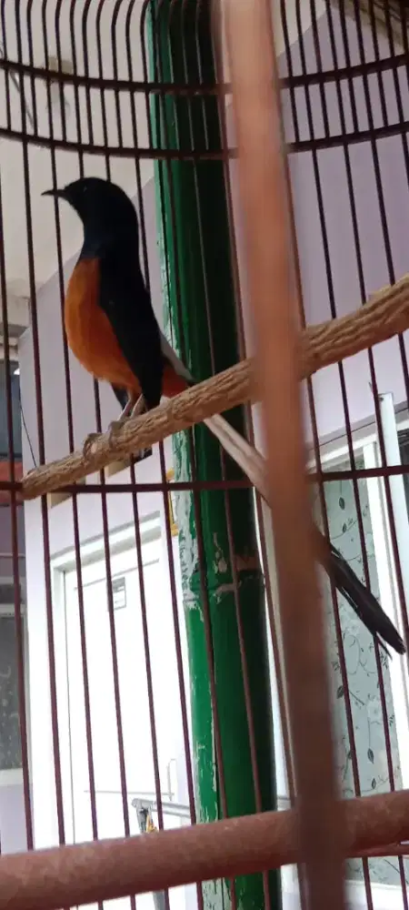 Murai ring ternak rasa hutan usia mpan gacor fighter ekor panjang