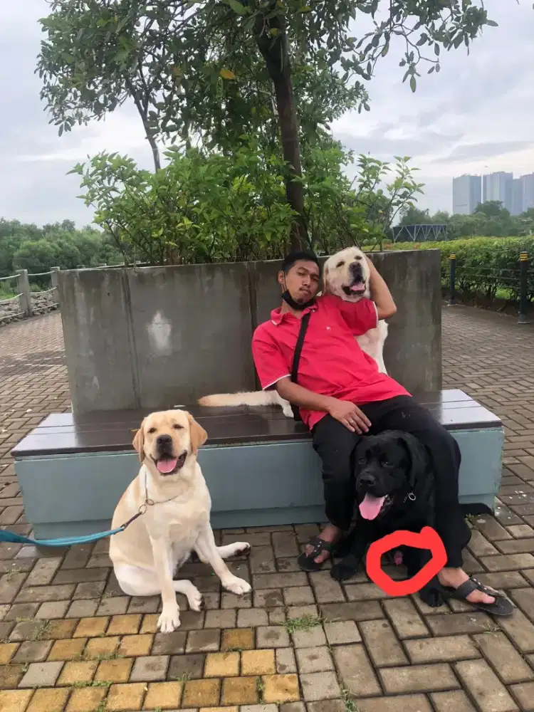 Sewa driver + bantu2 perkerjaan rumah,,