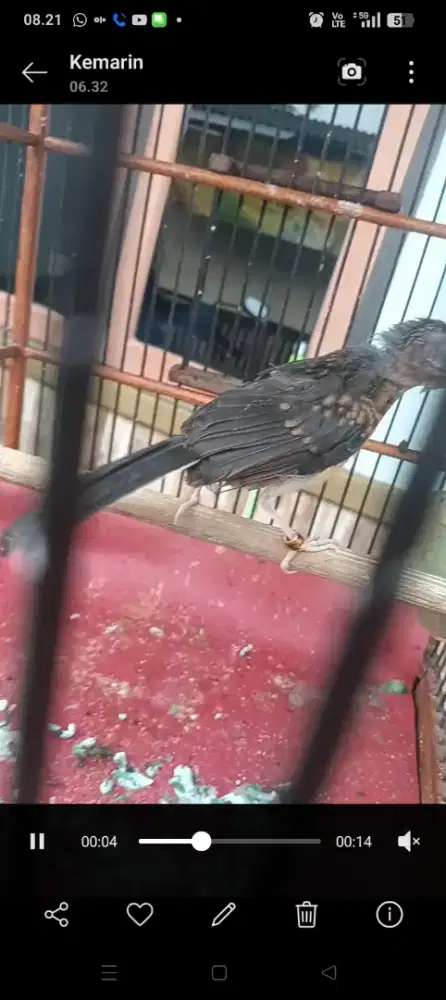 Burung murai trotol betina induk 30cm
