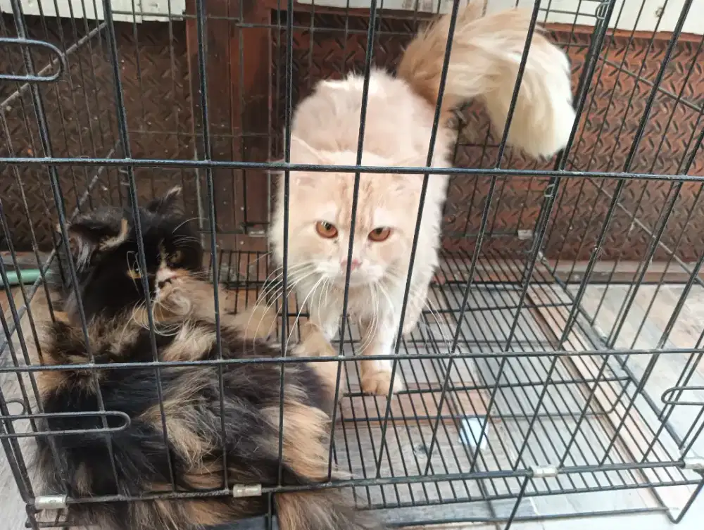 kucing persia sepasang