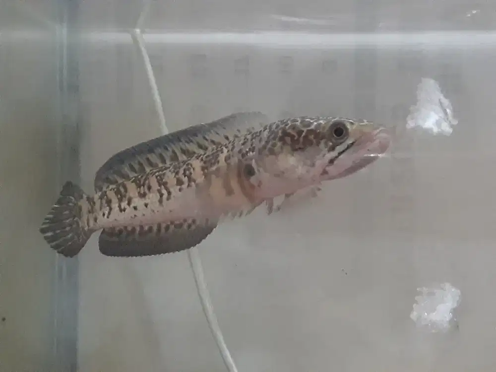 channa auranti 13 -14cm