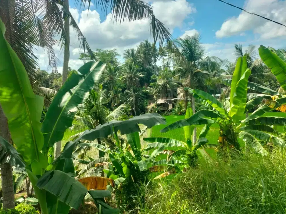 Di Jual Lahan tanah loss & view sawah lokasi di Lodtunduh, Ubud