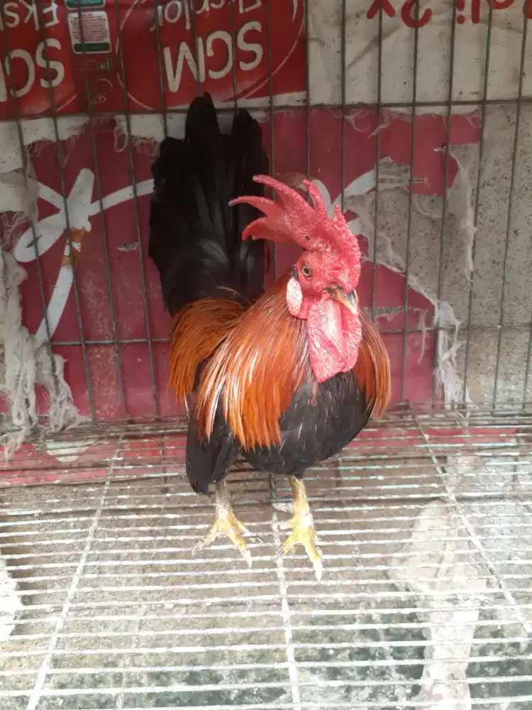 ayam kate jantan
