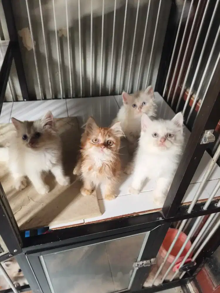 Persia jantan-betina 2,5 bulan