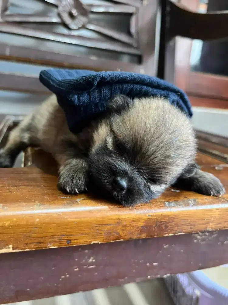 Pupies minipom pure