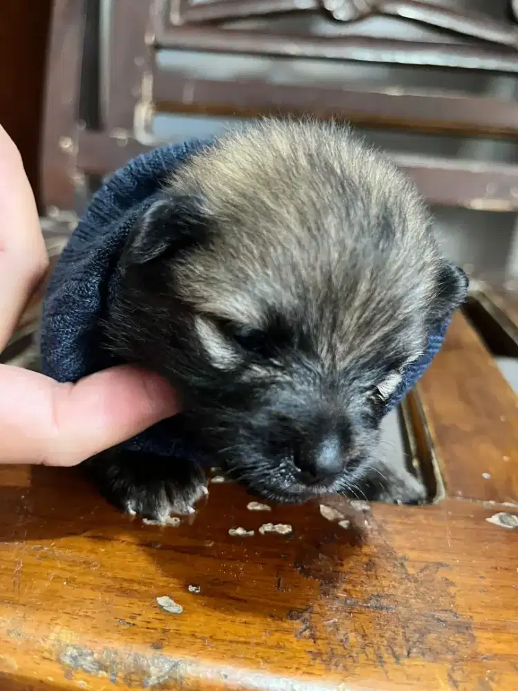 Pupies minipom pure