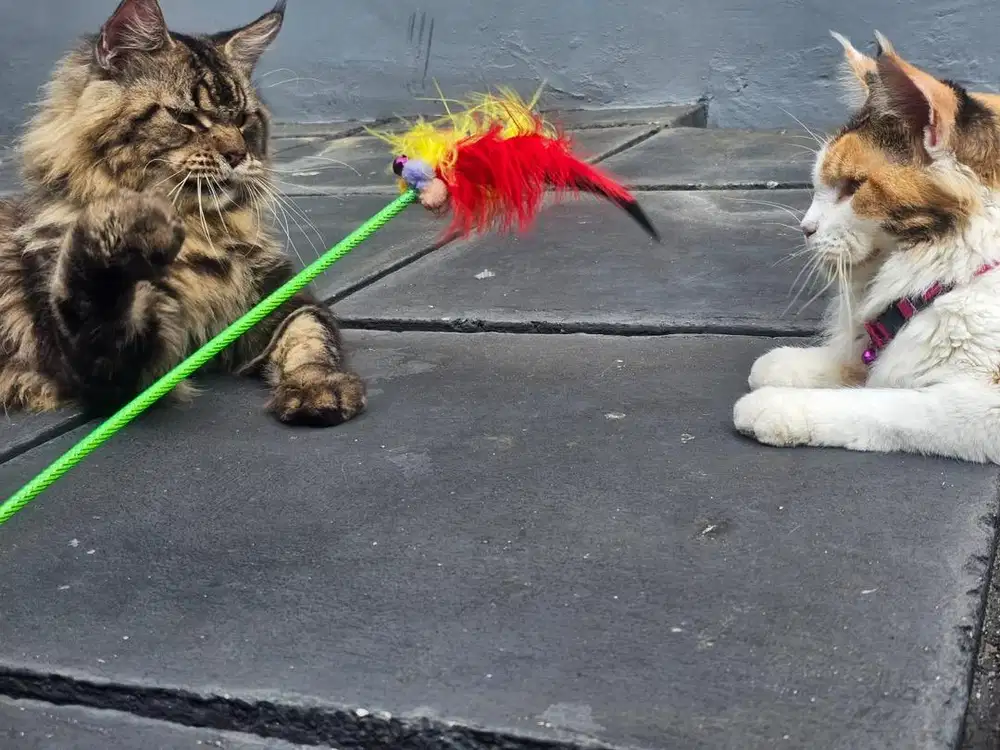 Open adopsi ganti pakan aja