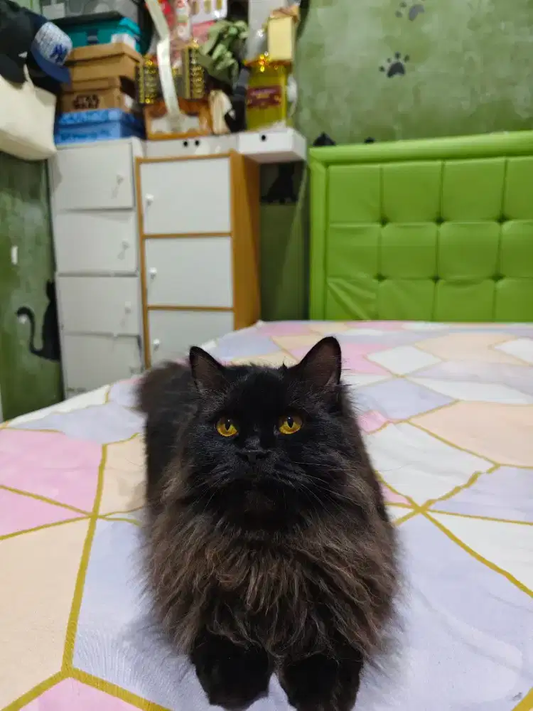 Kucing ras persis mainecoon black smoke betina