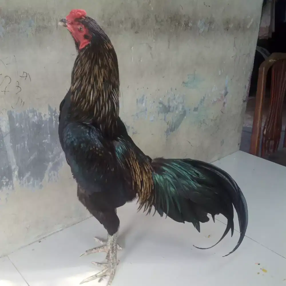 Ayam Pakhoy siap tarung