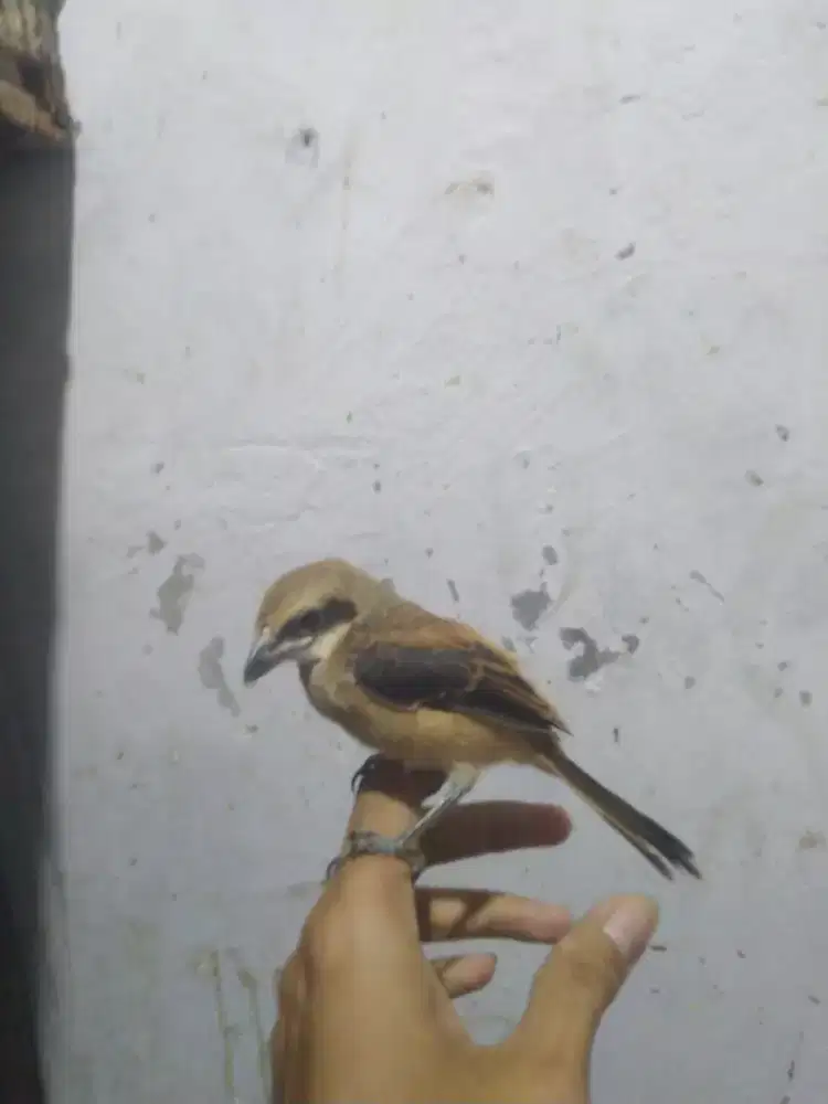 Anakan Cendet manadiri