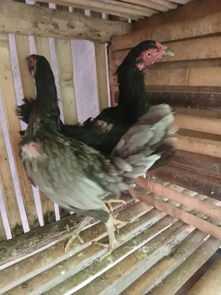 Jual ayam  bangkok 2 ekor yang kecil